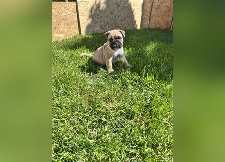 Zuckersüße Freiatmige Bulldoggenwelpen