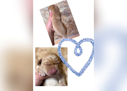 Labrador Welpen mit Ahnentafel