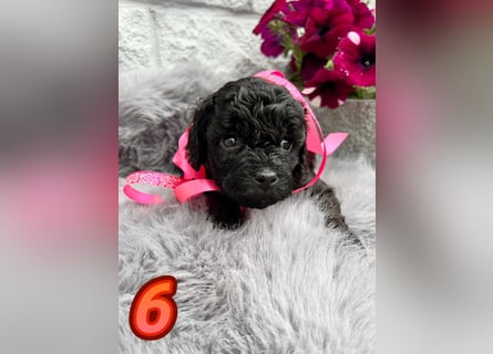 Wunderschöne Cockapoo/Cockerpoo Welpen