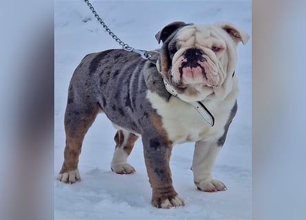 english Bulldogwelpen (Rarität!!)