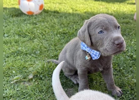 Labrador Welpen Rüde Silber