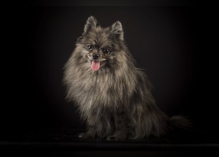 Liebevolle Zwergspitz Pomeranian Zucht