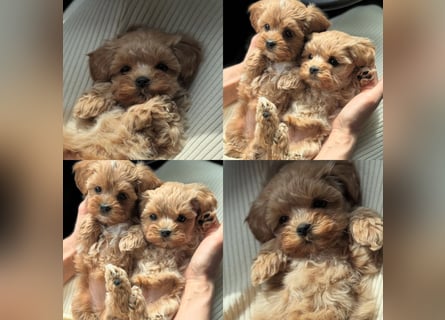 Maltipoo Welpen 10 Wochen