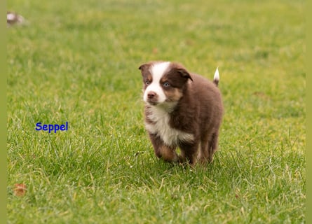 Zuckersüße Australian Shepherd Welpen ASCA