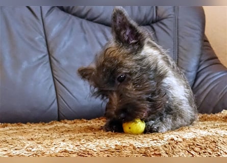 Cairn-Terrier-Welpen von-der-Iburg bietet sehr schönen Rüden