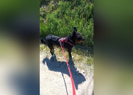 Süsse Phoebe sucht ihr Für-Immer-Zuhause!