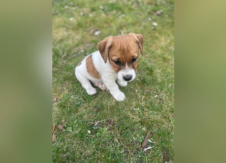 Jack Russell Terrier tricolor reinrassig