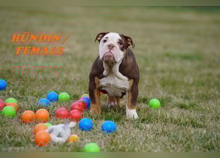 Bezaubernde  & Freiatmende Englische Bulldogge Babys auf Familiensuche