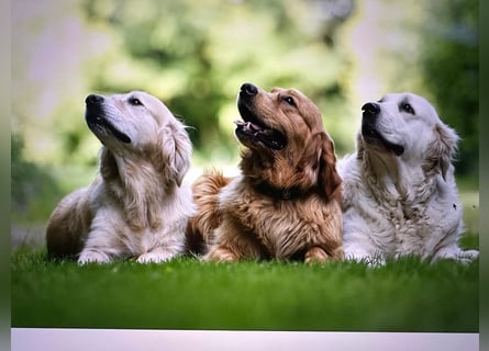 Goldendoodle mini Medium Doodle Abgabe an Pfingsten