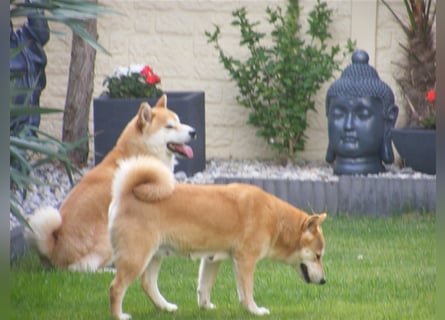 Erstklassige Shiba Inu Zucht in Sachsen