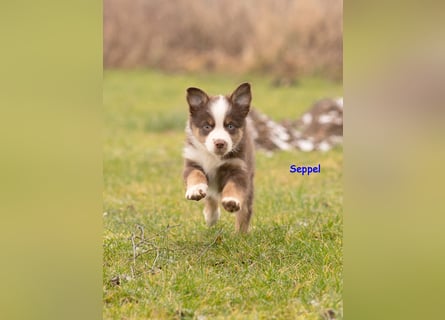 Zuckersüße Australian Shepherd Welpen ASCA