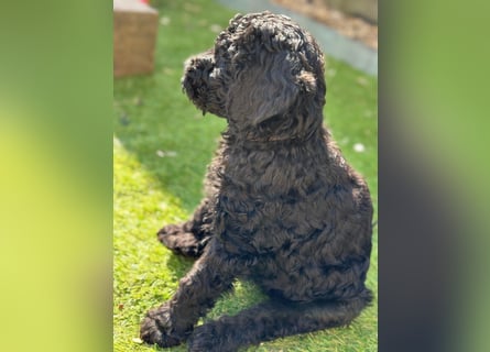 Goldendoodle F1b
