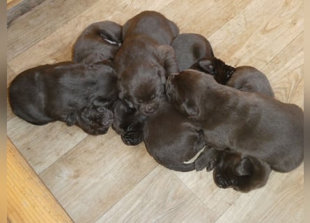 Labrador - Welpen