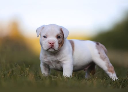 Unglaublich schöne American Bully Welpen!