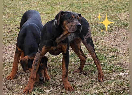 Louisiana Leopard - Catahoula
