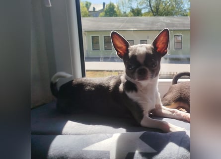 Reinrassige Chihuahua Welpen Kurzhaar