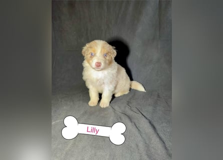 8 Australian Sheperd Welpen