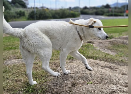 Lucio: Traumhund ohne Wenn und Aber