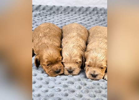 Schöne Cockapoo-Welpen