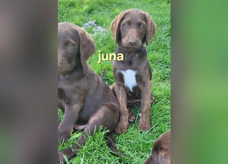 Welpen Labradoodle F1 Braun Könispudel x Labrador