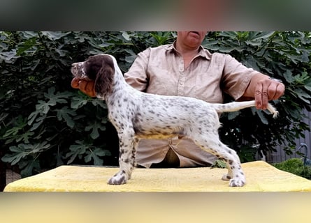 English setter Welpen (3 Rüden, 2 Hündinnen)