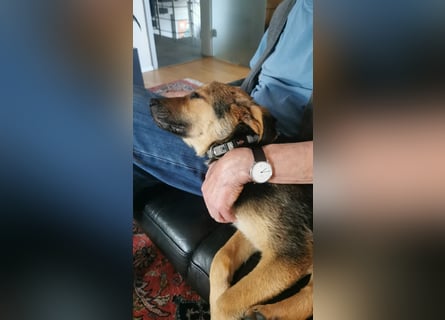 Gigi  ist in der Südpfalz zu besuchen