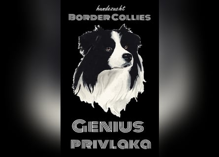 Border Collie Welpe