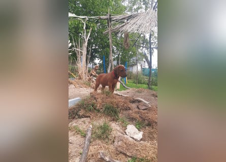 Szczeniaki  Rhodesian Ridgeback/ Pies/Suka Rhodesian Ridgeback/ welpen rhodesian