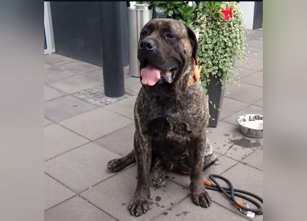 Presa Canario x Cane Corso 