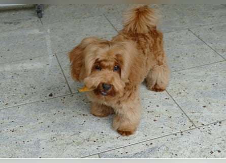 Wunderschöne Havapoo Welpen ähnlich Maltipoo (Toypudel/Zwergpudel + Havaneser)