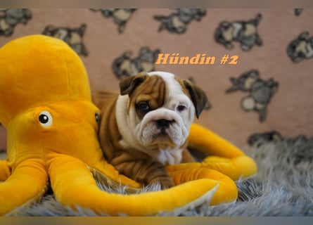 Wunderschöne & Freiatmende Englische Bulldogge Babys