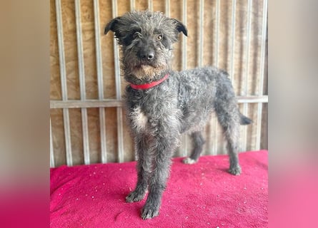 ❤️ kuschelige Familienhündin TAMI - 2 Jahre, 45cm/14kg - Schnauzer-Pumi-Mix ❤️