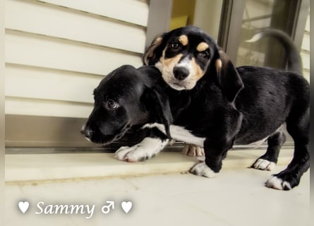 Kokonimix Tammy und Sammy suchen ein Zuhause