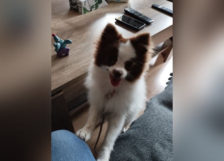 Dringend neues liebevolles Zuhause gesucht