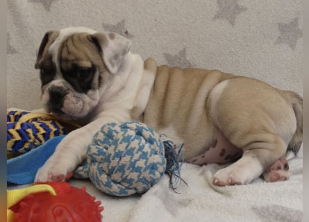 Freiatmige Bulldoggenwelpen Abgabebereit