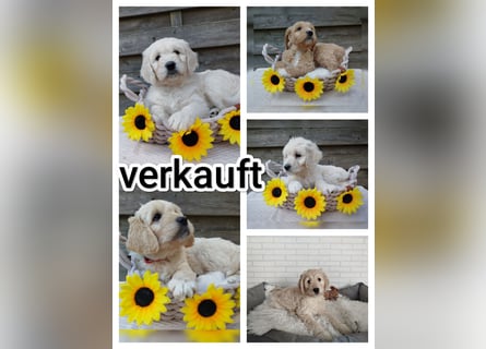 Goldendoodle Welpe F1