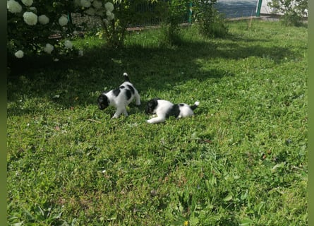 Foxterrier 
