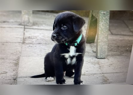 Australian Shepherd Labrador Welpen Aussiedor