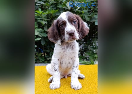 English setter Rüde Welpe
