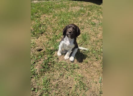 Kleine Münsterländer Welpen