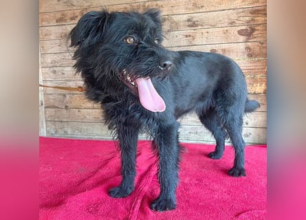 (R) ❤️ superliebe Familienhündin BOGI - 1,5 Jahre, 50cm/18kg - Mischling