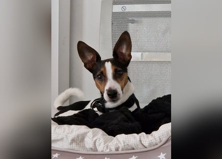 Reinrassiger Jack Russell Terrier