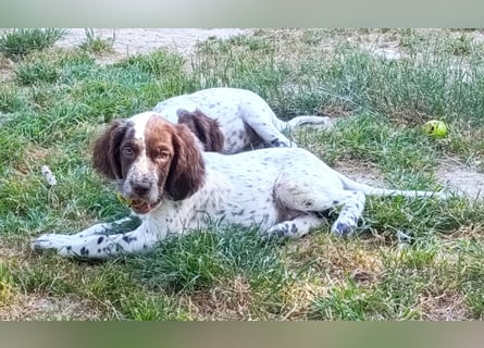 English setter Rüde Welpe