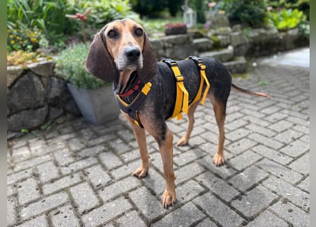 Jo:  Traumhund für Segugio-Freunde