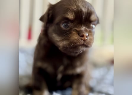 Wir haben aktuell Welpen. 2 Chihuahua Mädels