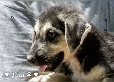 Teddy und seine Geschwister suchen ab September ein Zuhause