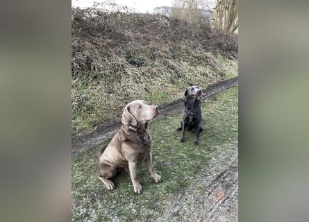 Labrador Welpen Arbeitslinie Silber Weiß Rüde Hündin Düsseldorf