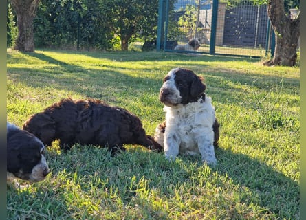 Lagotto con pedigre export