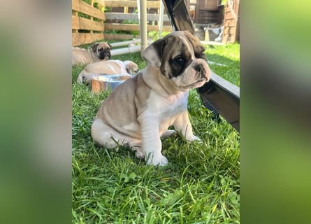 Zuckersüße Freiatmige Bulldoggenwelpen