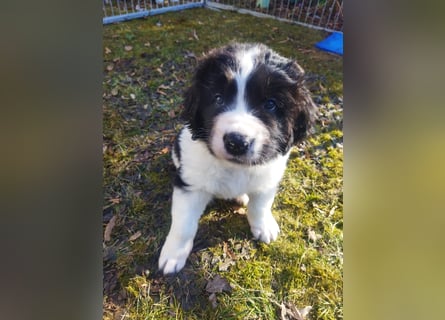 Landseer finden - Hunde & Welpen